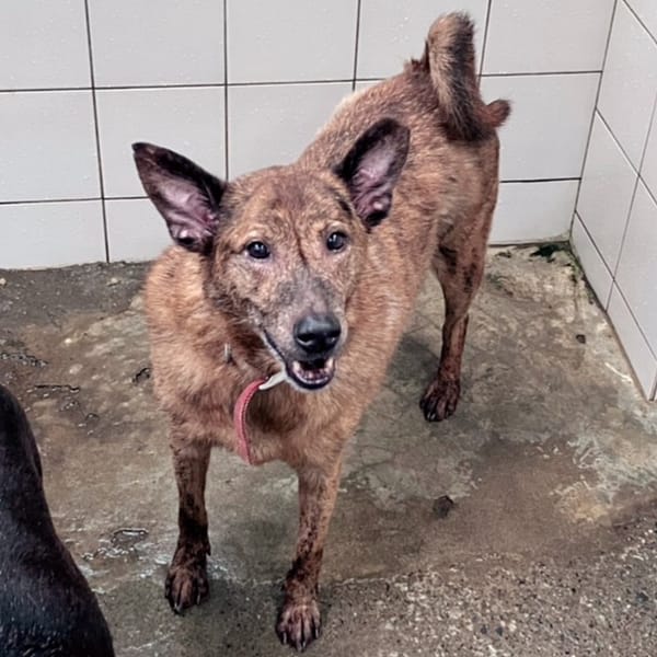 【待認養】混種犬 狗 (男生) - 新北市新店區公立動物之家