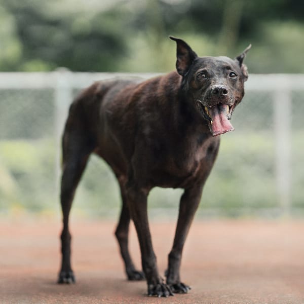 【待認養】混種犬 狗 (男生) - 新北市板橋區公立動物之家