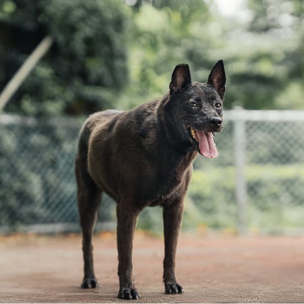 【待認養】混種犬 狗 (女生) - 新北市板橋區公立動物之家