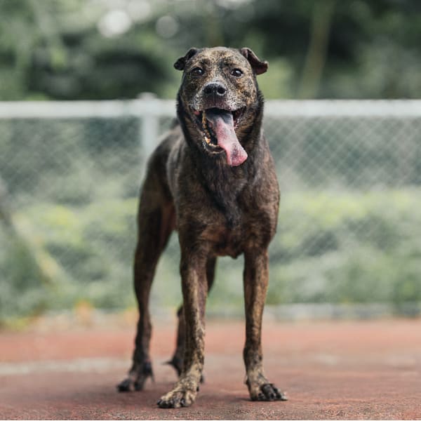 【待認養】混種犬 狗 (男生) - 新北市板橋區公立動物之家