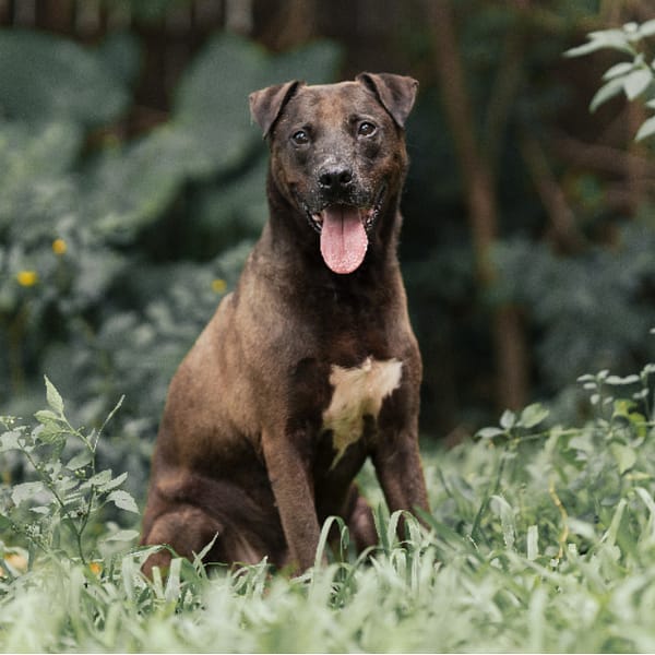 【待認養】比特犬 狗 (男生) - 新北市板橋區公立動物之家