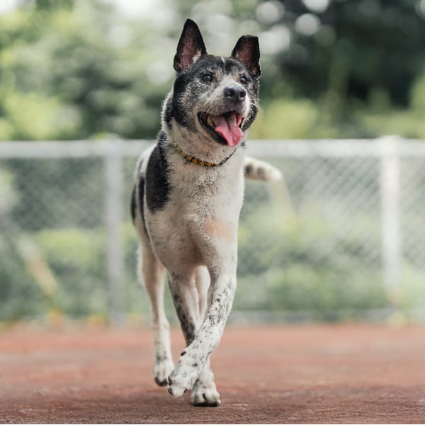 【待認養】混種犬 狗 (男生) - 新北市板橋區公立動物之家