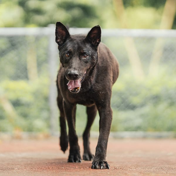 【待認養】混種犬 狗 (男生) - 新北市板橋區公立動物之家
