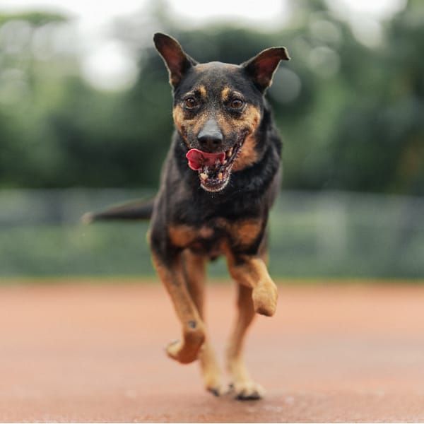 【待認養】混種犬 狗 (男生) - 新北市板橋區公立動物之家
