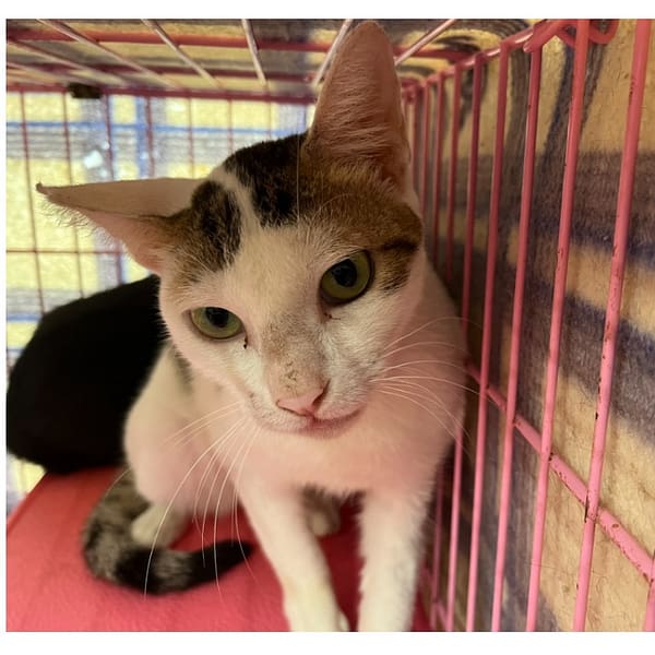 【待認養】混種貓 貓 (女生) - 臺北市動物之家