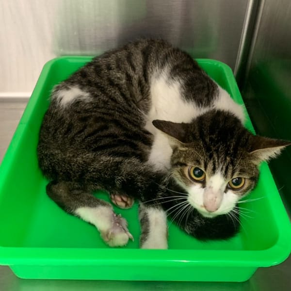 【待認養】混種貓 貓 (男生) - 臺北市動物之家