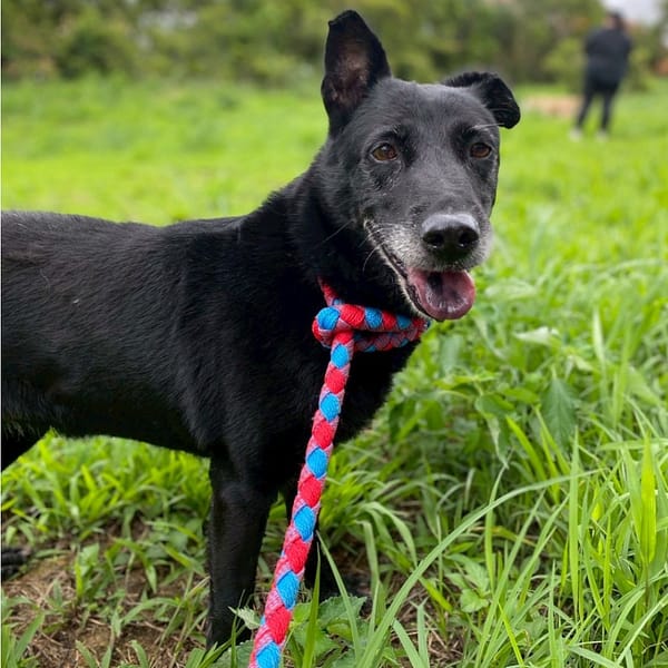 【待認養】混種犬 狗 (女生) - 基隆市寵物銀行
