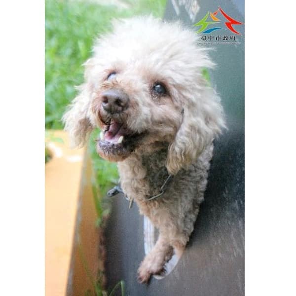 【待認養】貴賓犬 狗 (男生) - 臺中市動物之家后里園區