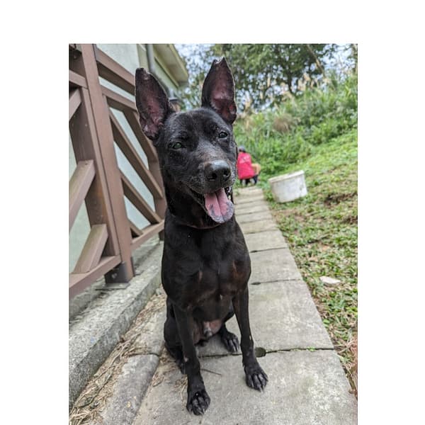 【待認養】混種犬 狗 (男生) - 基隆市寵物銀行