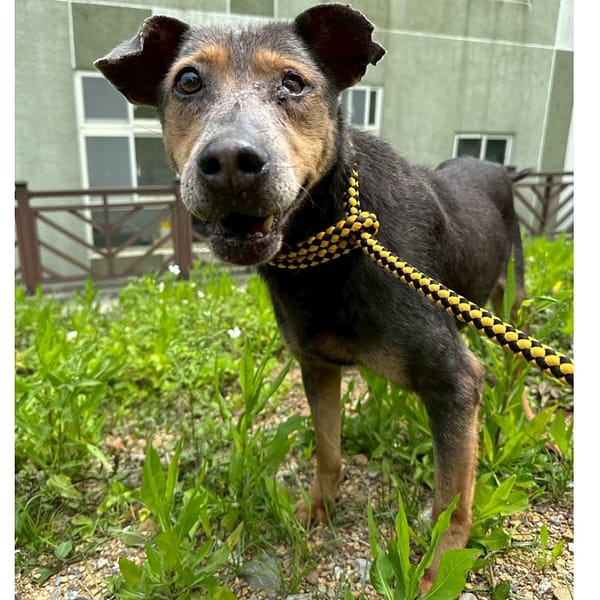 【待認養】混種犬 狗 (男生) - 基隆市寵物銀行