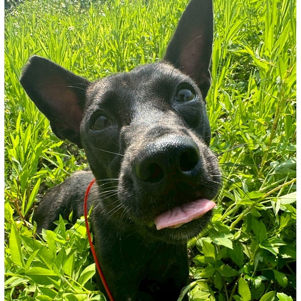 【待認養】混種犬 狗 (未知) - 基隆市寵物銀行