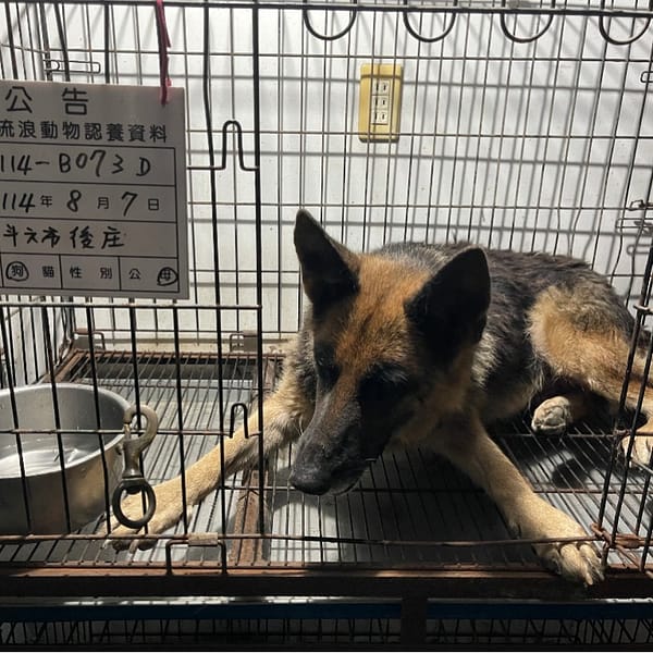 【待認養】混種犬 狗 (女生) - 雲林縣流浪動物收容所