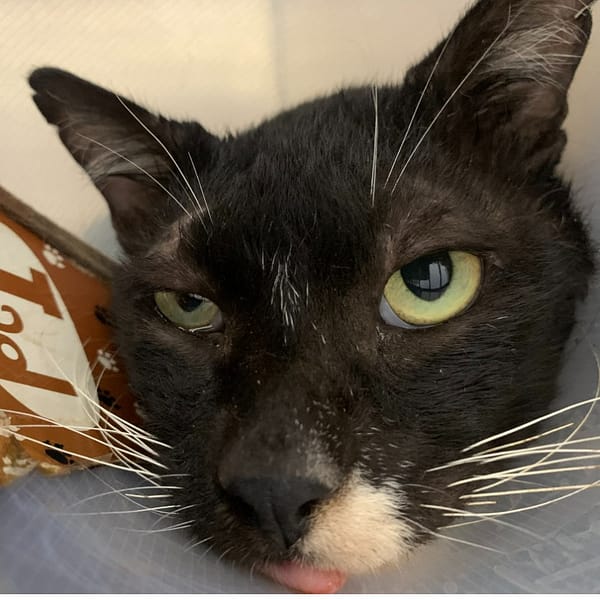 【待認養】混種貓 貓 (男生) - 臺北市動物之家