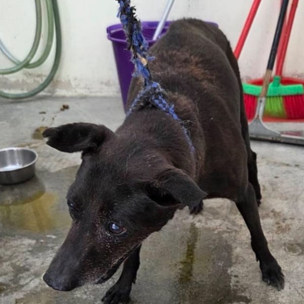 【待認養】混種犬 狗 (女生) - 臺北市動物之家