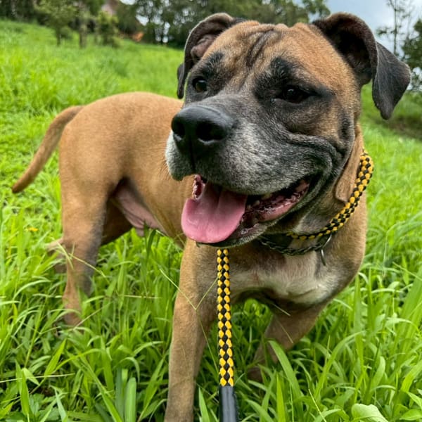 【待認養】比特犬 狗 (男生) - 基隆市寵物銀行