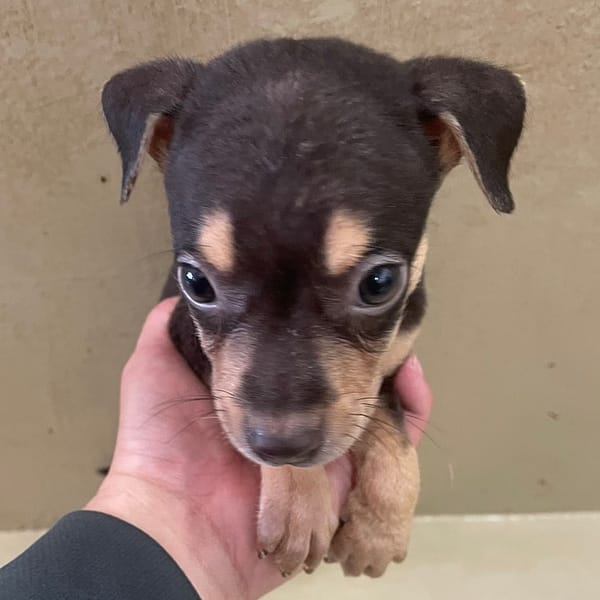 【待認養】混種犬 狗 (男生) - 嘉義市動物保護教育園區