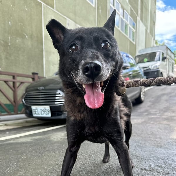 【待認養】混種犬 狗 (男生) - 基隆市寵物銀行