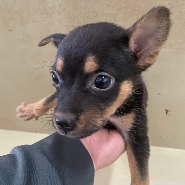 【待認養】混種犬 狗 (男生) - 嘉義市動物保護教育園區