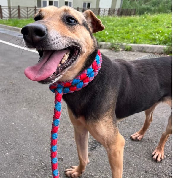 【待認養】混種犬 狗 (女生) - 基隆市寵物銀行