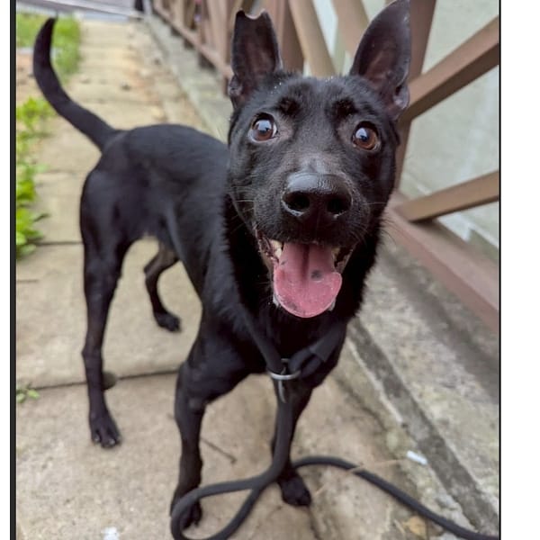 【待認養】混種犬 狗 (女生) - 基隆市寵物銀行