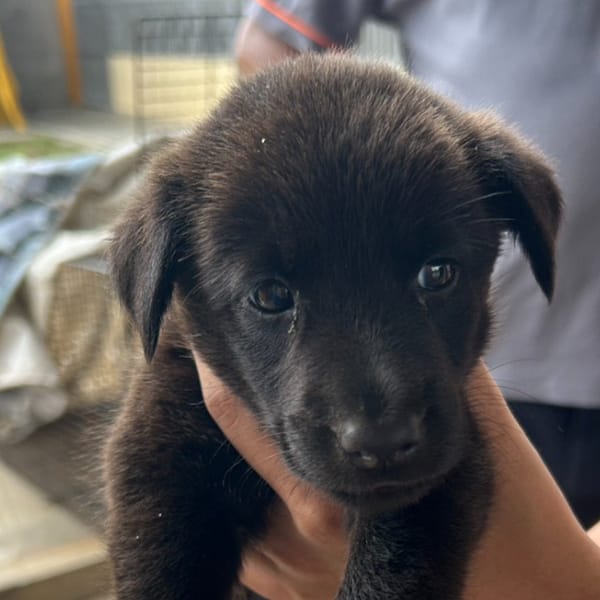 【待認養】混種犬 狗 (女生) - 澎湖縣流浪動物收容中心