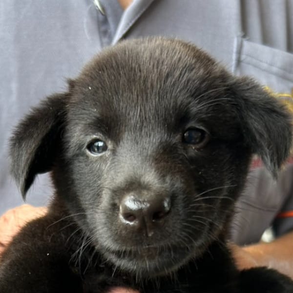 【待認養】混種犬 狗 (女生) - 澎湖縣流浪動物收容中心