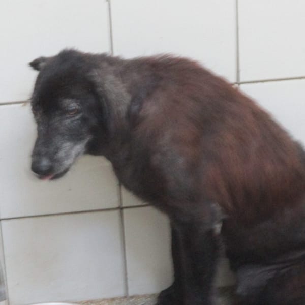 【待認養】混種犬 狗 (女生) - 高雄市壽山動物保護教育園區
