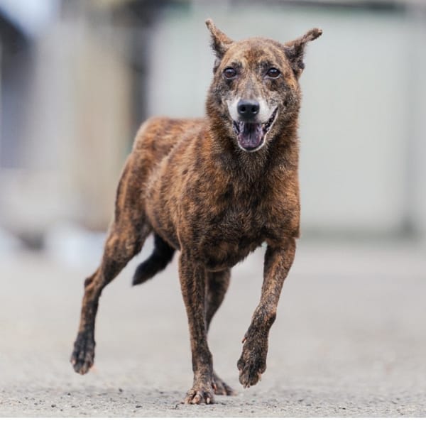 【待認養】混種犬 狗 (女生) - 新北市中和區公立動物之家