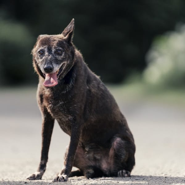 【待認養】混種犬 狗 (女生) - 新北市中和區公立動物之家