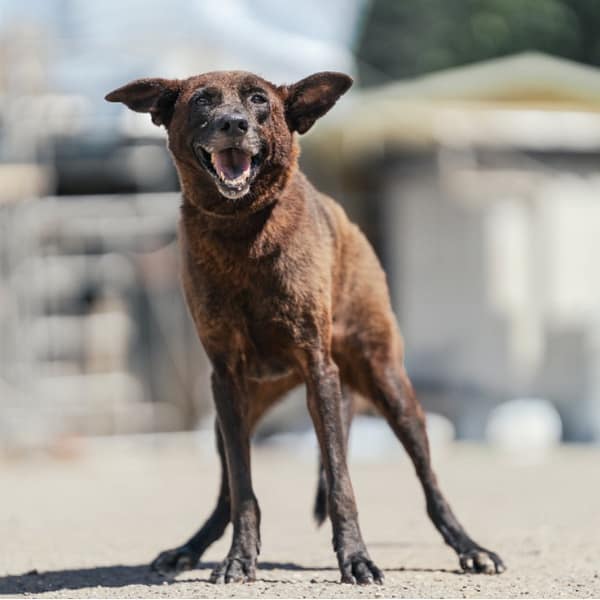 【待認養】混種犬 狗 (女生) - 新北市中和區公立動物之家