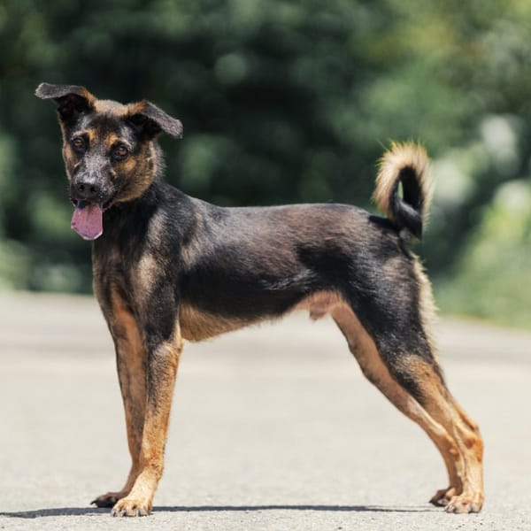 【待認養】混種犬 狗 (男生) - 新北市中和區公立動物之家