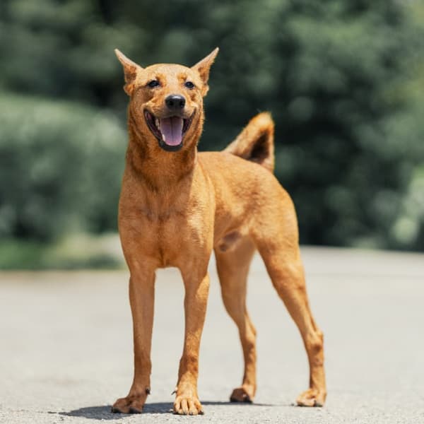 【待認養】混種犬 狗 (男生) - 新北市中和區公立動物之家