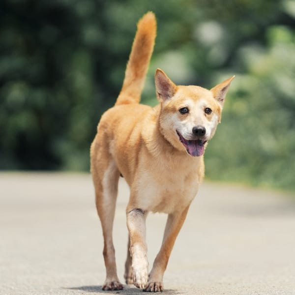 【待認養】混種犬 狗 (男生) - 新北市中和區公立動物之家