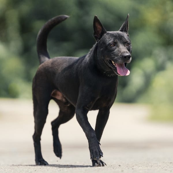 【待認養】混種犬 狗 (男生) - 新北市中和區公立動物之家