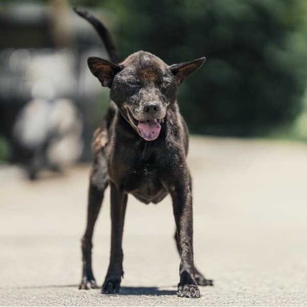 【待認養】混種犬 狗 (男生) - 新北市中和區公立動物之家