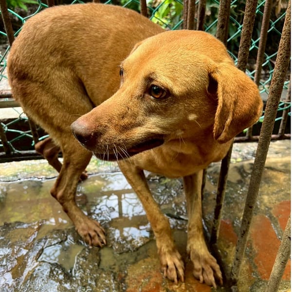 【待認養】混種犬 狗 (女生) - 雲林縣流浪動物收容所