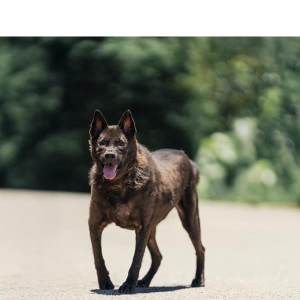 【待認養】混種犬 狗 (男生) - 新北市中和區公立動物之家