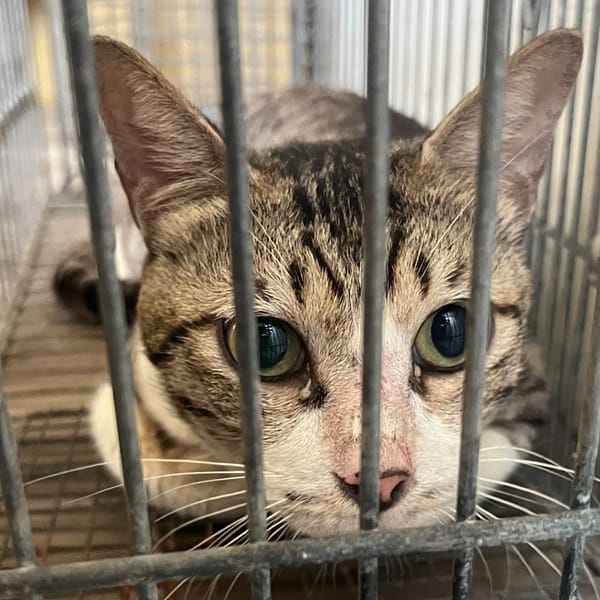 【待認養】混種貓 貓 (男生) - 新北市中和區公立動物之家