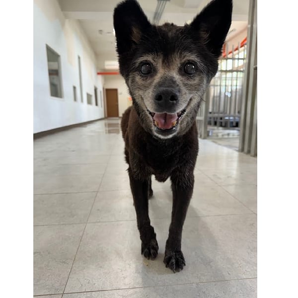 【待認養】混種犬 狗 (女生) - 基隆市寵物銀行