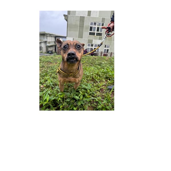 【待認養】混種犬 狗 (女生) - 基隆市寵物銀行