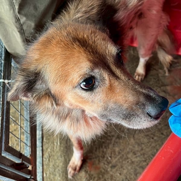 【待認養】混種犬 狗 (女生) - 雲林縣流浪動物收容所