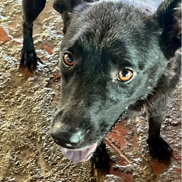【待認養】混種犬 狗 (女生) - 雲林縣流浪動物收容所