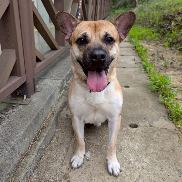 【待認養】混種犬 狗 (女生) - 基隆市寵物銀行