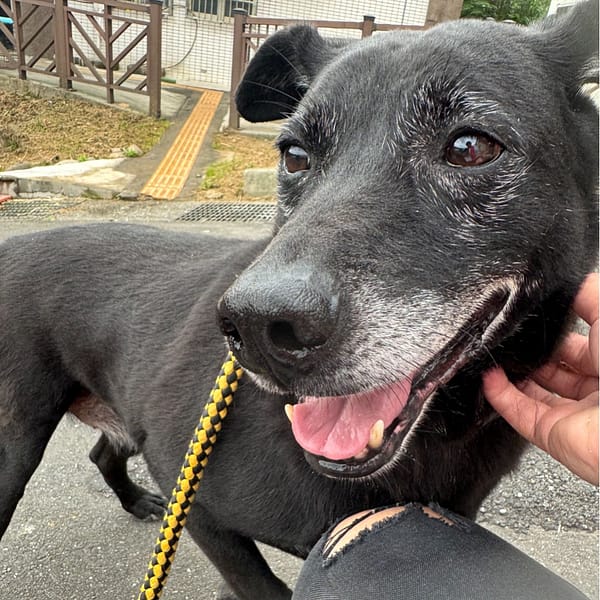 【待認養】混種犬 狗 (男生) - 基隆市寵物銀行