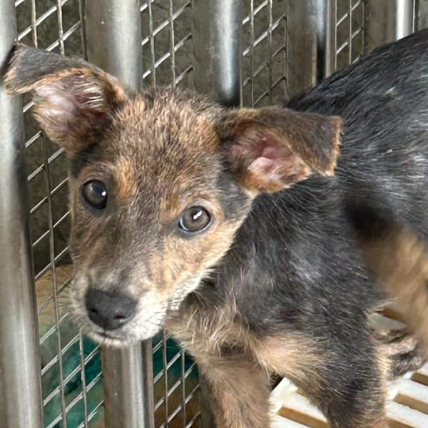 【待認養】混種犬 狗 (女生) - 澎湖縣流浪動物收容中心