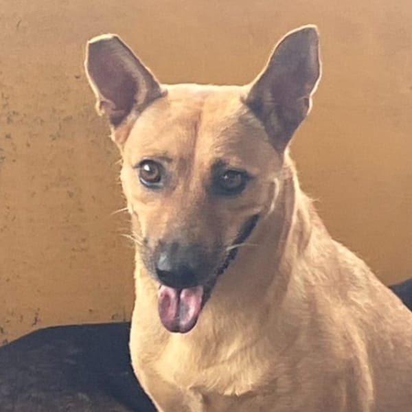 【待認養】混種犬 狗 (女生) - 澎湖縣流浪動物收容中心