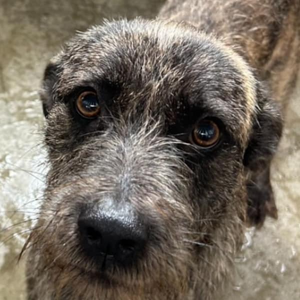 【待認養】混種犬 狗 (男生) - 澎湖縣流浪動物收容中心