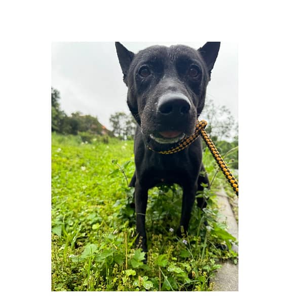 【待認養】混種犬 狗 (男生) - 基隆市寵物銀行