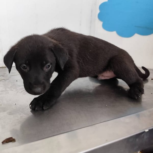 【待認養】混種犬 狗 (女生) - 高雄市燕巢動物保護關愛園區