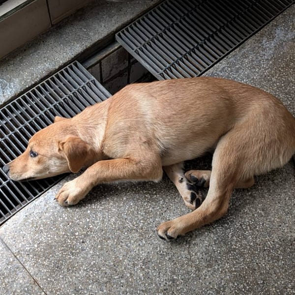 【待認養】混種犬 狗 (女生) - 高雄市燕巢動物保護關愛園區